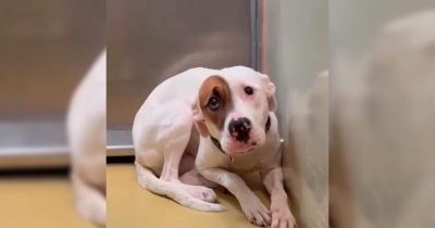 Dog That Couldn't Stop Shaking in Her Tiny Kennel Leaves Everyone Heartbroken