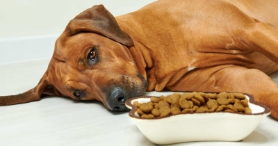 9 Warning Signs Of Worms In Dogs Every Dog Owner Needs To Know