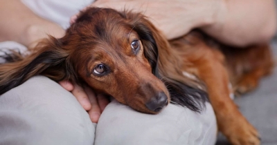 12 Warning Signs That Your Dog Could Be In Serious Pain