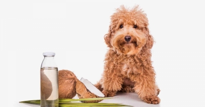 Is Coconut Oil Really Good For My Dog&rsquo;s Health?