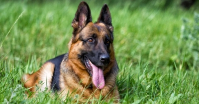 5 Surprising Reasons Why Your German Shepherd Is Eating Grass Like Crazy