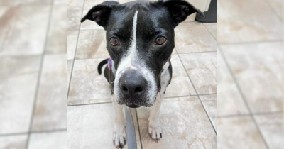 Heartbroken Dog Who Lost All Her Friends in a Hoarding Tragedy Hopes to Find a Forever Home to Honor Their Memory