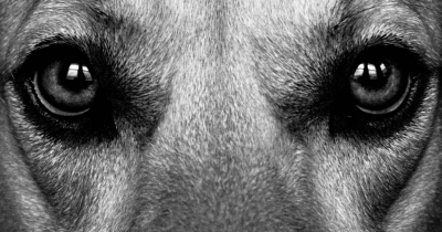 What Are The Things Dogs Can See But Humans Can&rsquo;t?