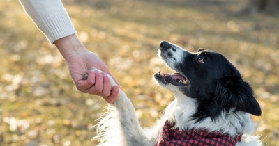 5 Simple And Quick Tricks To Teach Your Dog