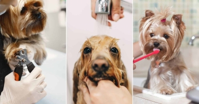 6 Common Habits That Could Be Putting Your Dog At Risk