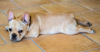 5 Surprising Reasons Why Your Dog Sploots