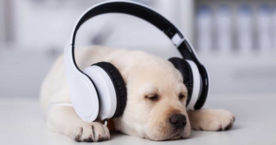 How Different Types Of Music Can Calm Or Stress Your Dog