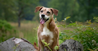 How Long Do Dogs Typically Live? Plus, Tips to Extend Their Lifespan