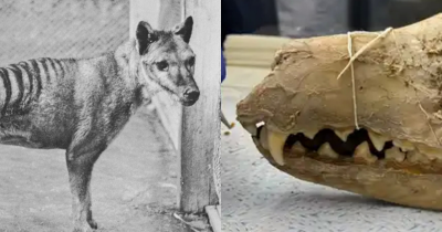 Gruesome 110-Year-Old Discovery Could Help Revive The Extinct Tasmanian Tiger