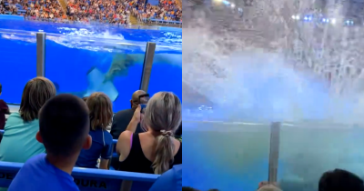 'Traumatic' Moment Whale Defecates And Splashes Crowd With Feces At SeaWorld