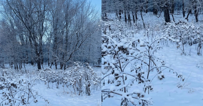 You Have A High IQ And 'Sniper Vision' If You Can Spot The Hidden Dog Standing In The Snow In This Image