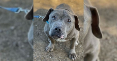 Senior Dog Desperately Seeks A Loving Home, But Adopters Keep Turning Him Away