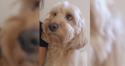 Dog Seemed Unwell, So Her Owner Took Her To The Vet &mdash; Then Everything Changed