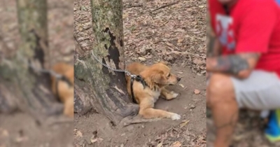 Owners Abandon Dog Tied To A Tree Deep In The Woods So She Can&rsquo;t Follow Them Home