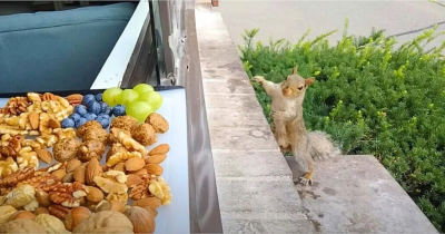 Squirrel That Frequently Visits Woman&rsquo;s Home Finds A Charcuterie Board Waiting Just For It