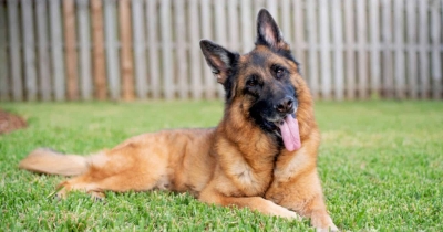 7 Common Causes for German Shepherd&rsquo;s Eyes Rolling Back