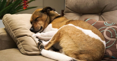 How Much Sleep Does Your Dog Really Need Each Day?