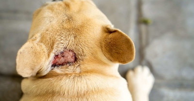 How To Treat And Prevent Hot Spots In Dogs