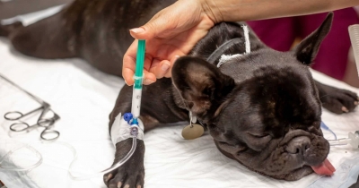 7 Essential Questions To Ask Your Vet Before Your Dog Goes Under Anesthesia