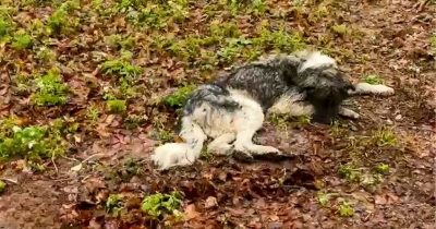 Rescue Dog Left Freezing And Helpless Until Kind Strangers Stepped In To Save Him