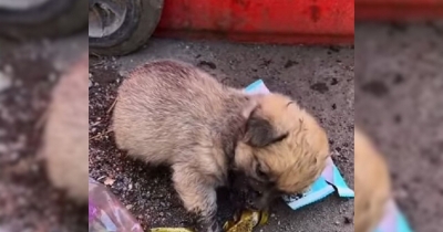 Hungry Pup Searching For Food In The Trash Meets A Kind Soul Who Changes Everything