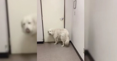 Surrendered Dog Waits At The Shelter Door In Hope That Her Family Would Return For Her