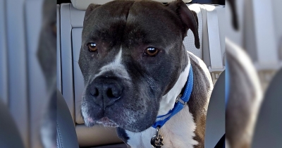 Dog Confused And Abandoned At Shelter After 9 Years In A Loving Home, Through No Fault Of His Own