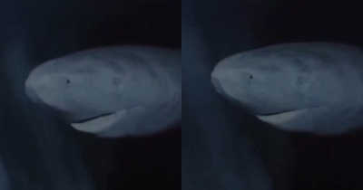 'Longest-Living' Shark, Alive Since 1627, Found in the Arctic Ocean