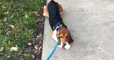 Beagle Rescued From Lab Experiences Pure Joy As She Learns To Walk Outside For The First Time
