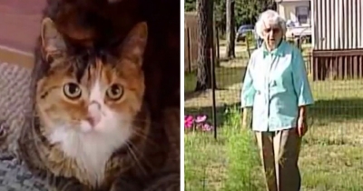 Cat Leaps Into Action To Protect Elderly Owner Surrounded By 4 Aggressive Dogs