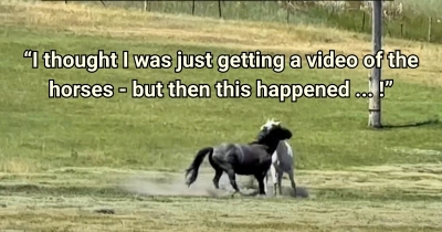 Woman Captures Heartwarming Moment As Black Horse Shows Unexpected Kindness To Older Herd Member