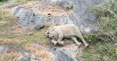 Mama Elephant Joyfully Reunites With Missing Calf, Greeting Her With Heartwarming Cuddles