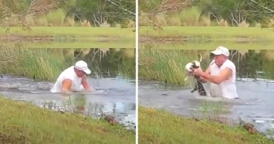 Alligator Grabs Puppy But Quickly Realizes He Picked The Wrong Dad To Mess With