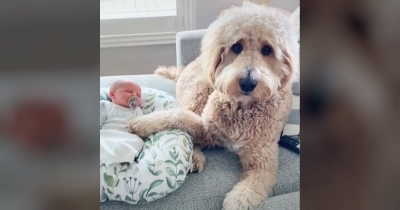 Goldendoodle Meets New Baby Brother, Creating The Most Heartwarming Moment Caught On Film