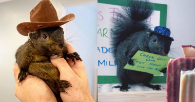 Viral Pet Peanut The Squirrel Euthanized After Seizure By NY State Authorities