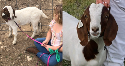 11-Year-Old Girl Wins $300k Settlement After Police Seize And Slaughter Her Beloved Pet Goat
