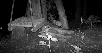 Mountain Lion Stumbles Upon A Swing And Turns Into An Excited Little Kitten