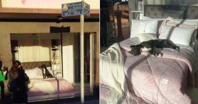 Adorable Stray Dog Cuddles Into Store Display To Let The World Know He'S Ready For A Home