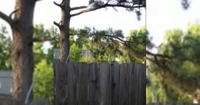 Neighbor&rsquo;s Dog Discovers Trampoline Fun, And The Video Is Absolutely Priceless