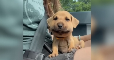 Tiny Puppy Swells Up "Like A Balloon" After Meeting Her First Bee, And Now She's A Star