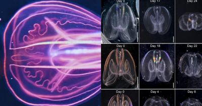 Scientists Uncover 'Immortal' Sea Creature That Can 'Time Travel' Through Its Life Stages