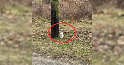 Rescuers Rush To Save A Small Dog Tied To A Tree After Receiving A Call