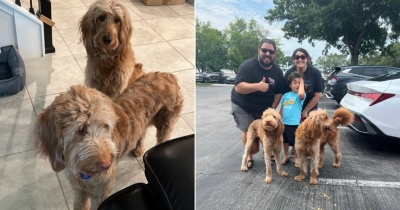 Two Adorable Dogs Abandoned By Their Family Find New Hope Thanks To Amazing Rescuers