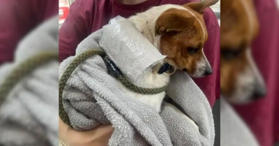 Cyclists Rescue A Pup Found In The Bushes And Discover A Heartbreaking Note On His Collar