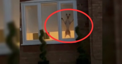 Owner Leaves Her Dog For A Few Minutes, His Hilarious And Spooky Reaction Goes Viral