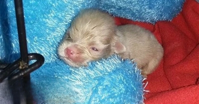 Rescuers Were Amazed To Find This Newborn Albino Puppy And Rushed Him To The Clinic