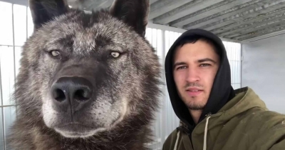 Man Shares Home With The World'S Largest Wolf, Treating Him Like A Gentle Giant