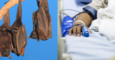 Two Men Die After Fertilizing Cannabis Plants With Bat Poop