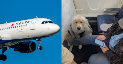 Passenger Forced To Give Up First-Class Seat For A Dog Sparks Online Debate