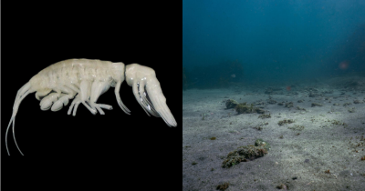 Scientists Uncover Terrifying Alien-Like Predator Named 'Darkness' From 25,925 Feet Below The Ocean'S Surface